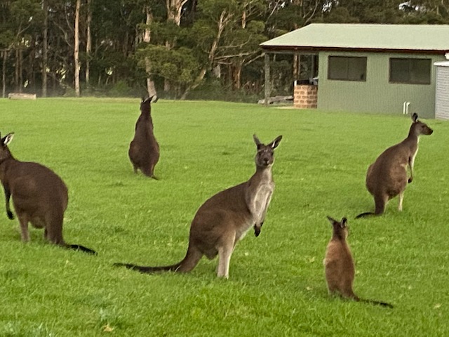 2 Bedroom Rosella Chalet - Family