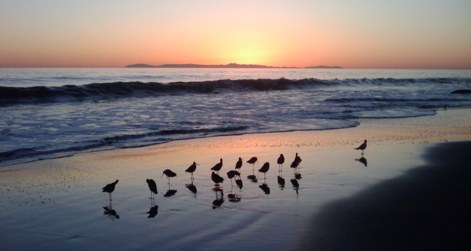 Sandpipers at Millicent