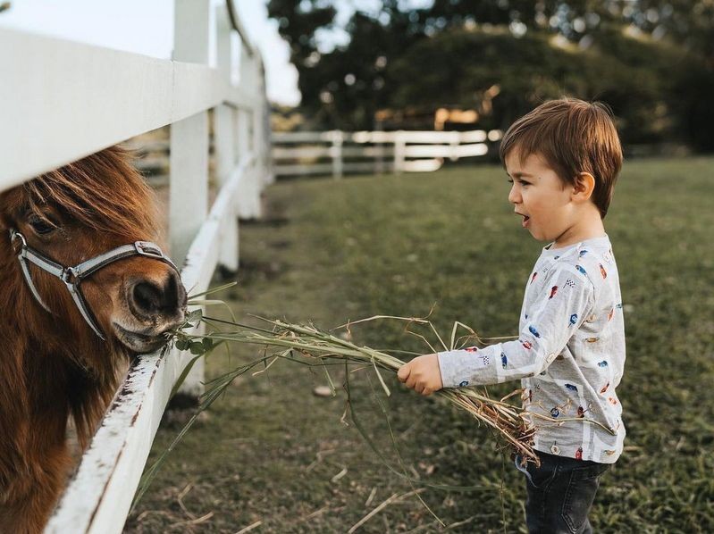 Rosecliffe Cottage - A Noosa Hinterland Farm Stay & Nature Retreat
