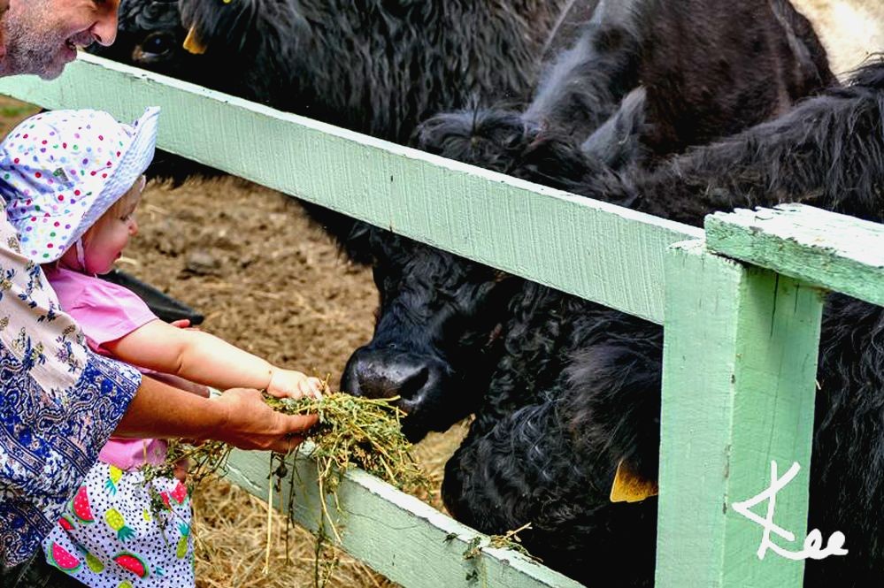 Rosecliffe Cottage - A Noosa Hinterland Farm Stay & Nature Retreat