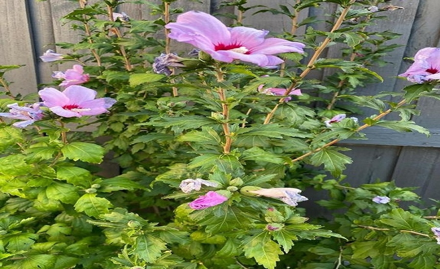 Holiday House Newtown